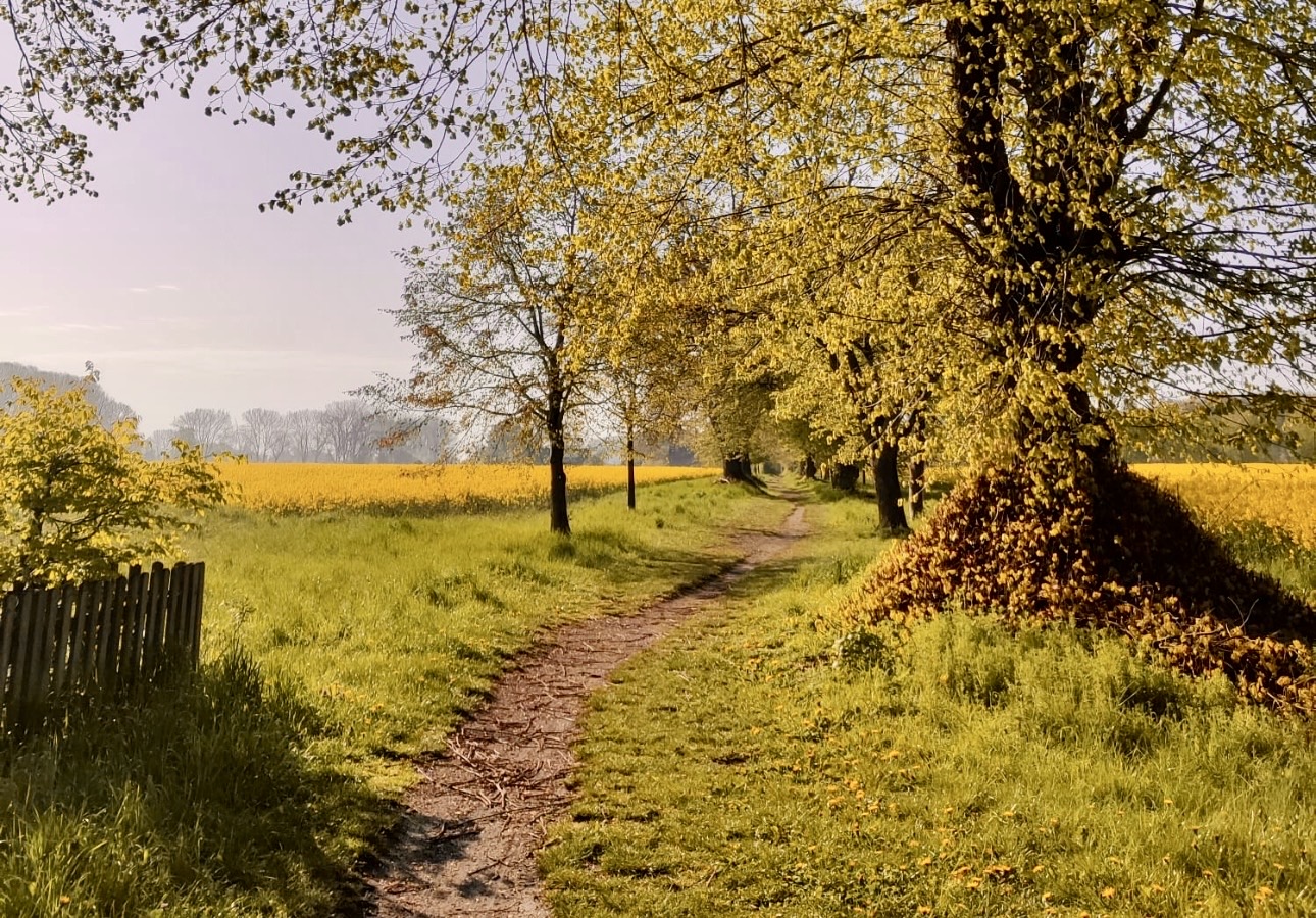 Weg durch eine sonnige Natur­landschaft